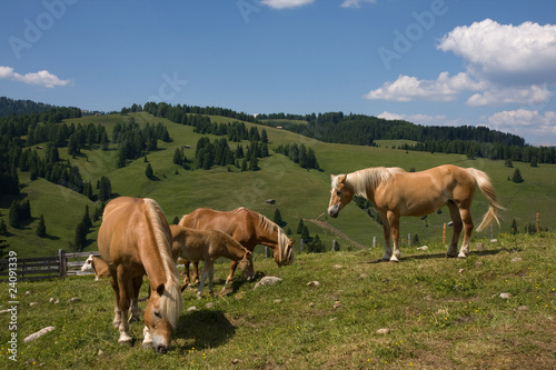 Pascolo cavalli © Gianfranco Bella