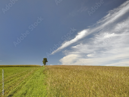 cirrus photo