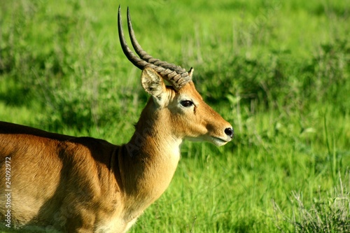 Antilope