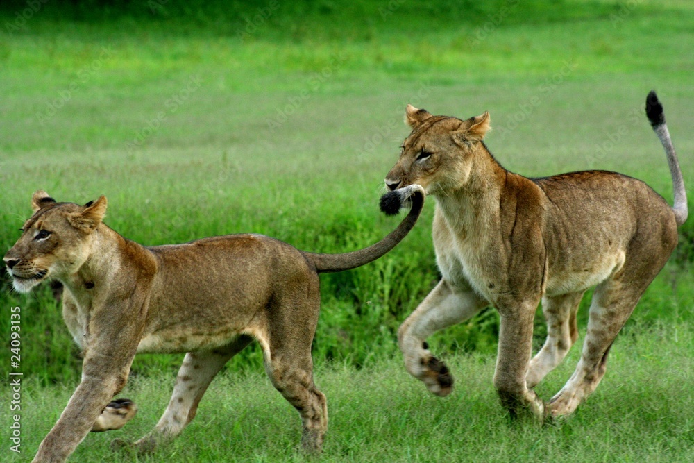 Fototapeta premium Leones