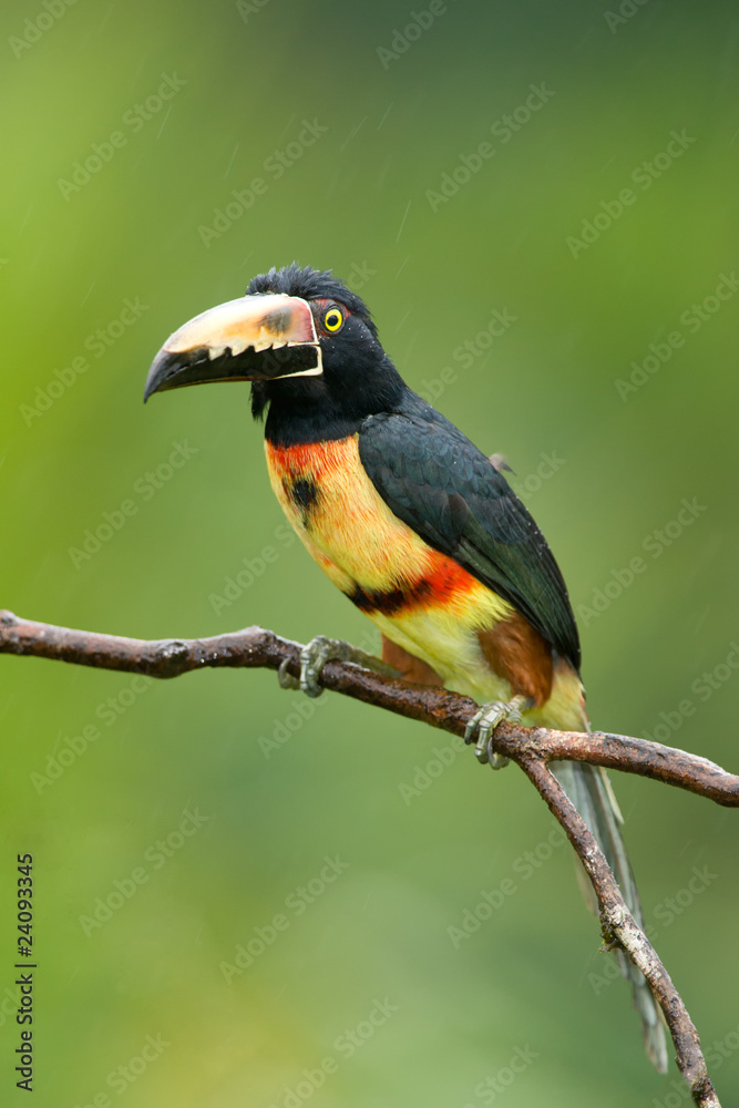 Collared Aracari, a Toucan from Central America. Collared Aracari, a Toucan from Central America.