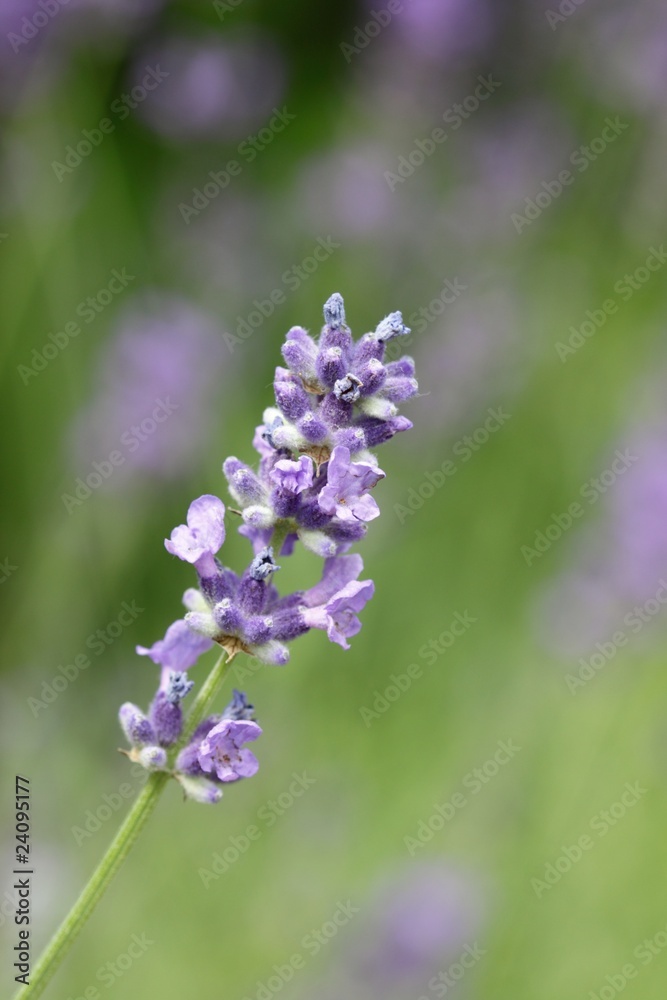 Obraz premium Lavender /Lavandula angustifolia aromatico/