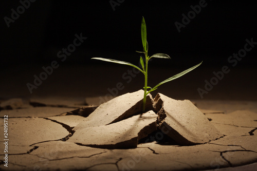 sprout in droughty ground photo