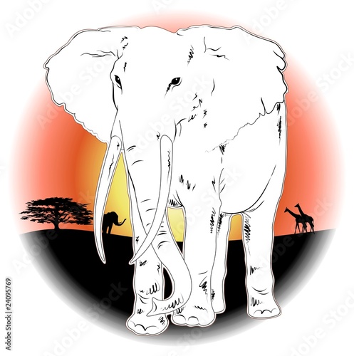 Elefante Africano nel Tramonto-African Elephant on Sunset