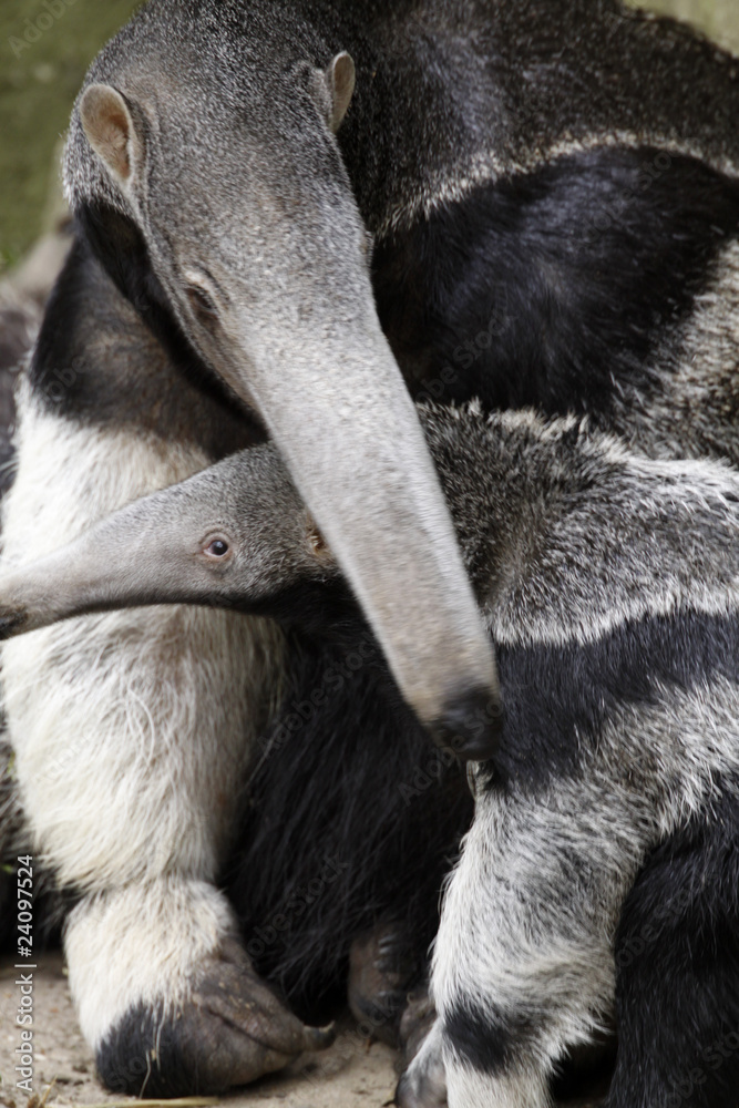 Großer Ameisenbär