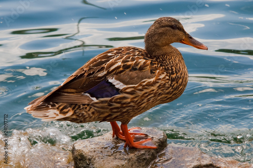 papera al lago di avigliana