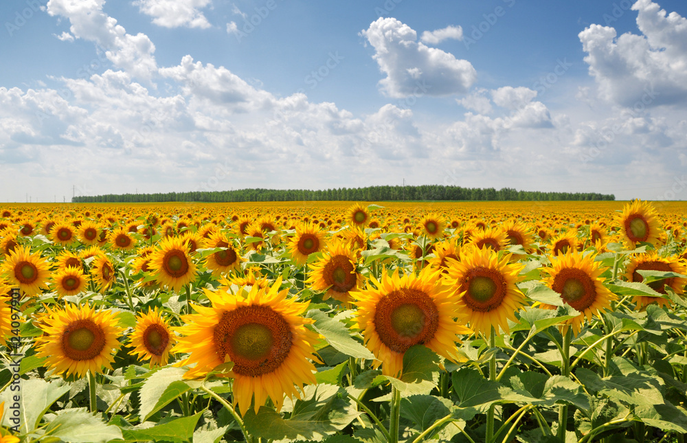 Obraz premium Sunflowers field