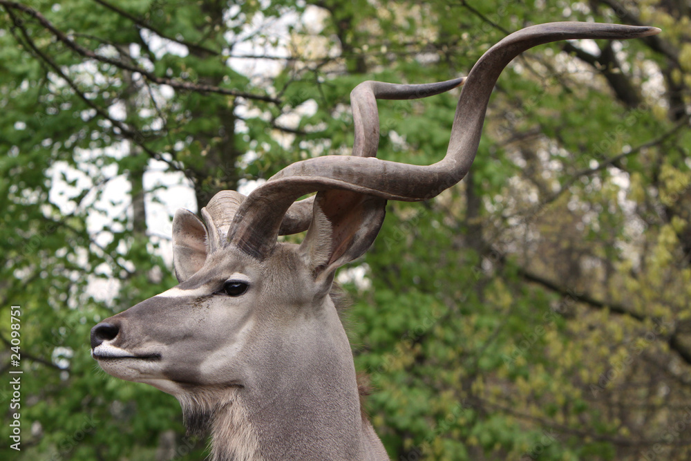 Großer Kudu (Bock) Großer Kudu (Bock)