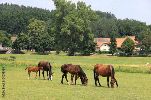 Grazing brown Horses on the green Pasture