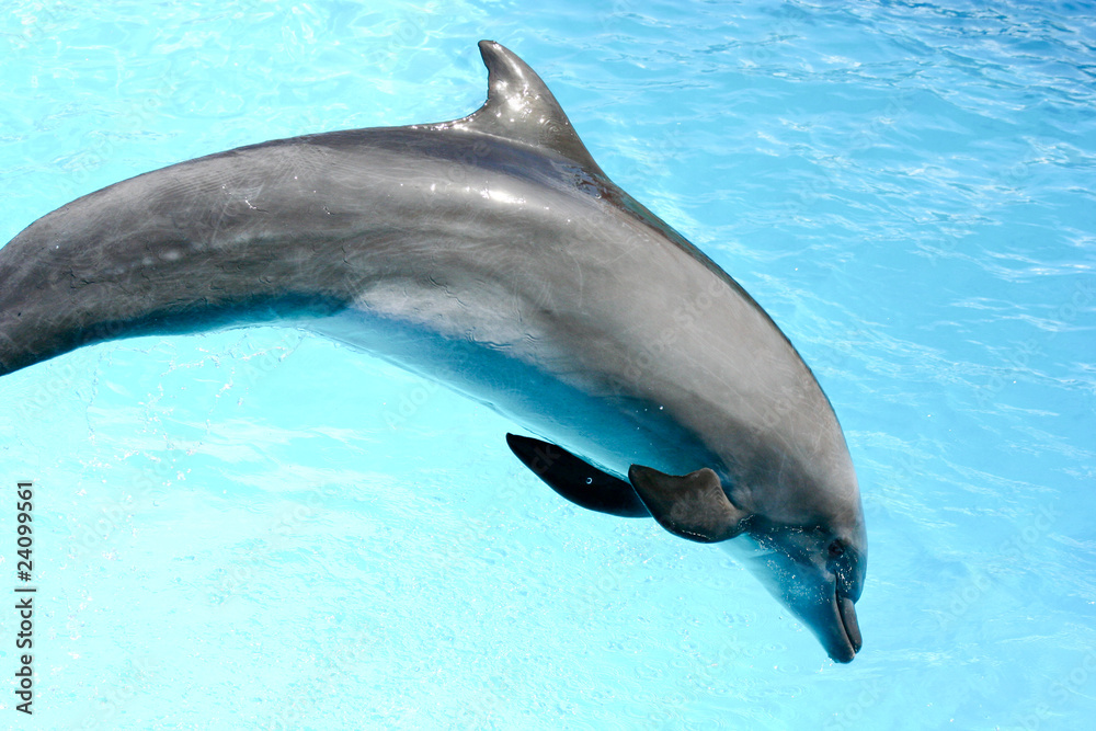 Obraz premium Delfines