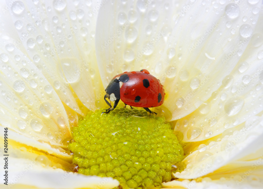 Obraz premium ladybug