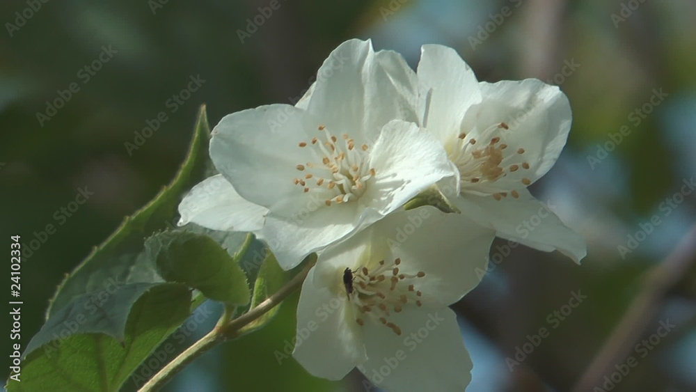 HD 1080 closeup shot of beauty white jasmine flowers. HD 1080 closeup shot of beauty white jasmine flowers.
