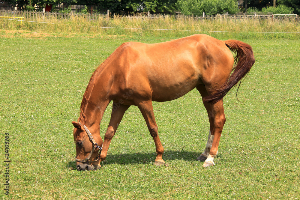 Fototapeta premium Grazing brown Horse on the green Field