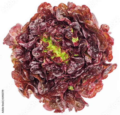 Red cabbage lettuce head isolated on white