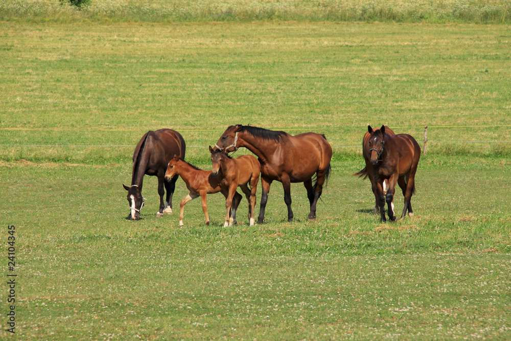 Obraz premium Grazing brown Horses on the green Pasture