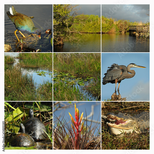 Florida Everglades collage