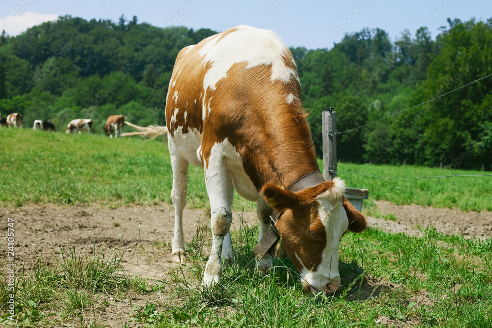 Obraz premium cow eating