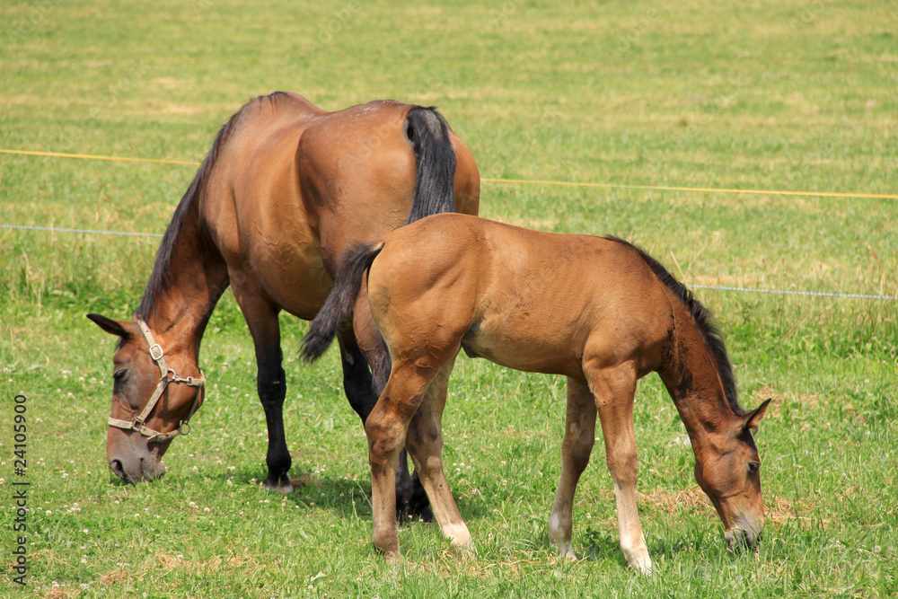 Grazing brown Horses on the green Pasture Grazing brown Horses on the green Pasture