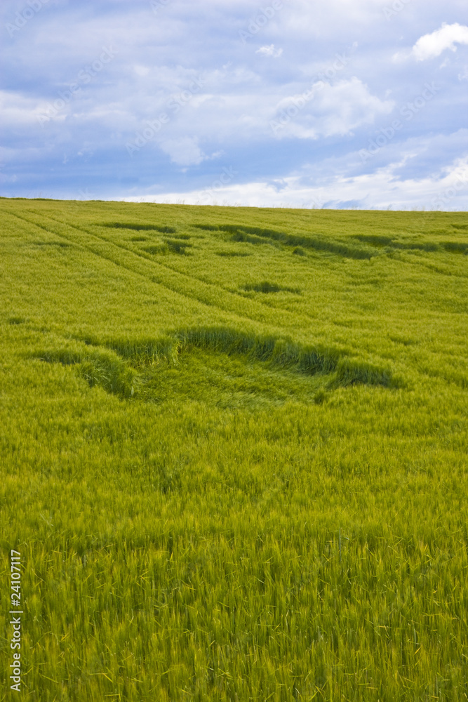 Hole in wheat field