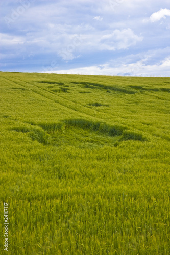 Hole in wheat field