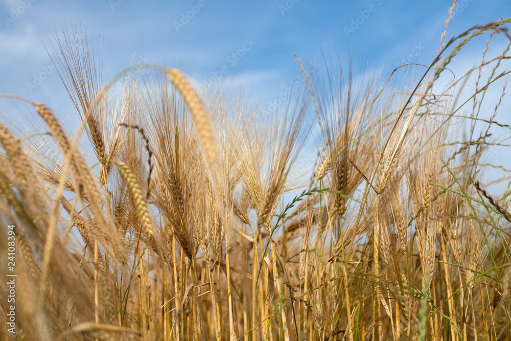 Naklejka premium wheat in evening light
