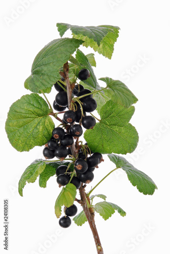 branch of ripe blackcurrant