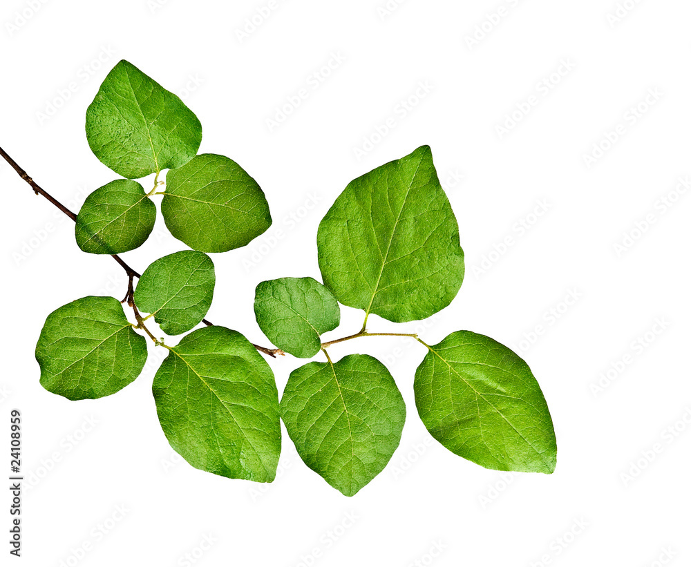 Branch isolated on white background Branch isolated on white background