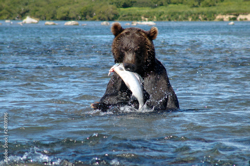 The bear eats fish
