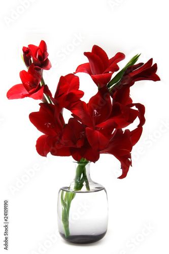 Tela red gladiola in a vase 1_0711