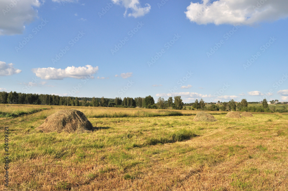 Fototapeta premium Haycocks on the meadow