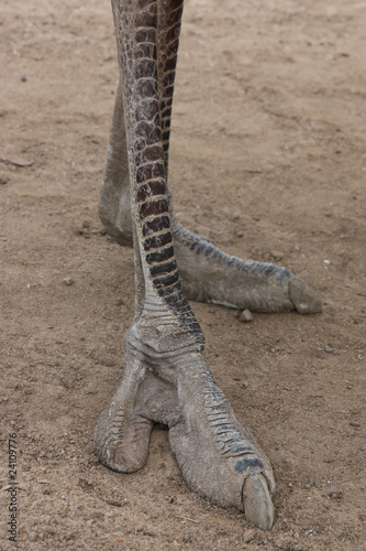 ostrich foot