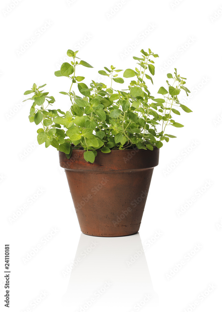 Fototapeta premium Oregano