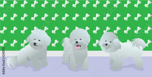 Bichon Love