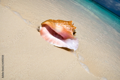 Shell on white sand beach near blue see in summer