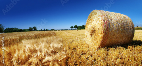 Getreide - Feld