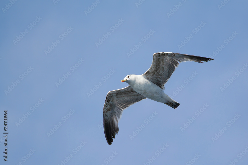 Seagull with spreaded wings Seagull with spreaded wings