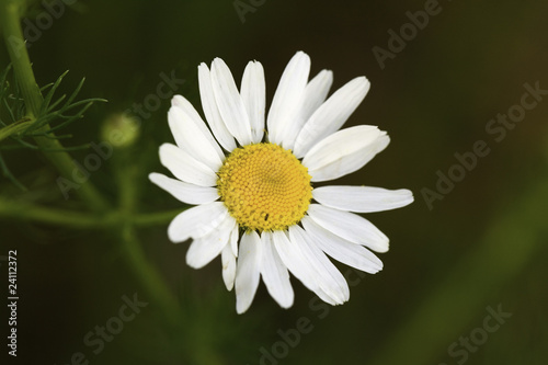 Junge Margeriten im Sommer,Nahaufnahme © Svenja98