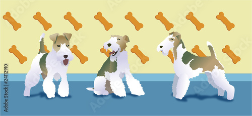 Fox terrier love
