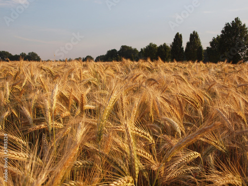 Kornfeld photo