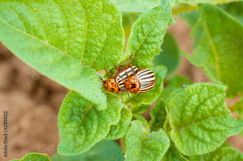 Two beetles on the leaf