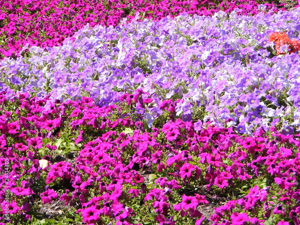 Flores malvas Stock Photo | Adobe Stock