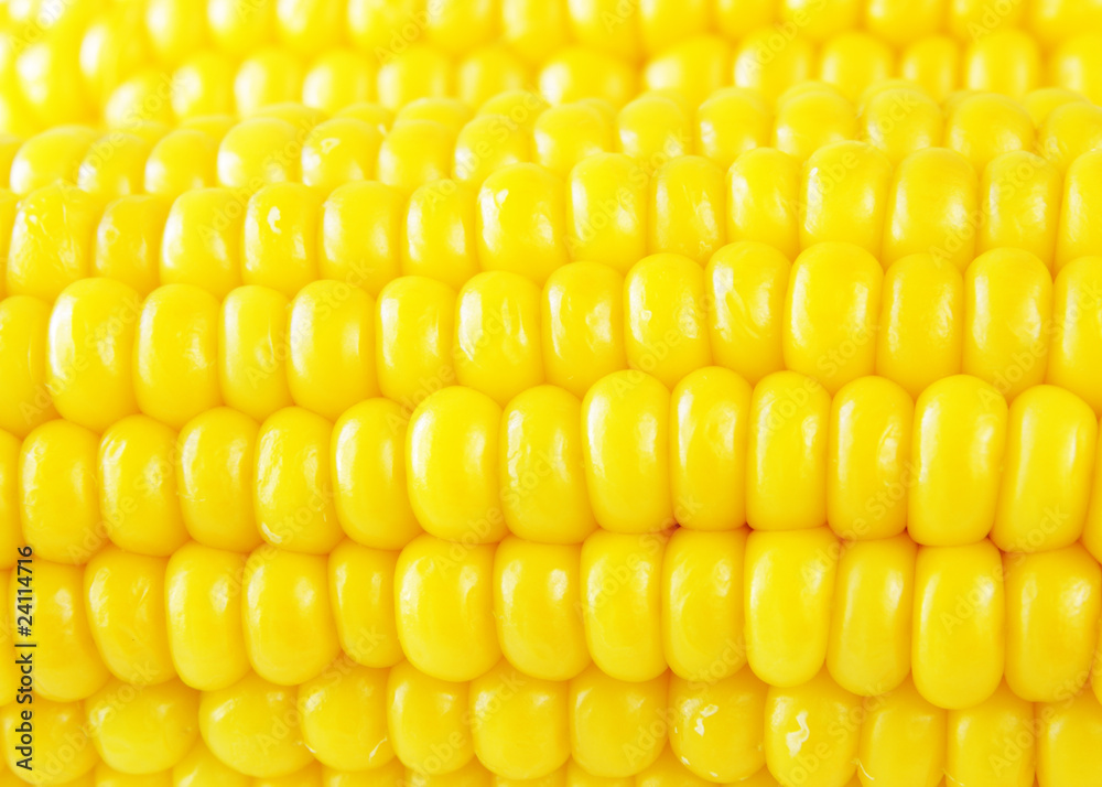 golden corn background golden corn background