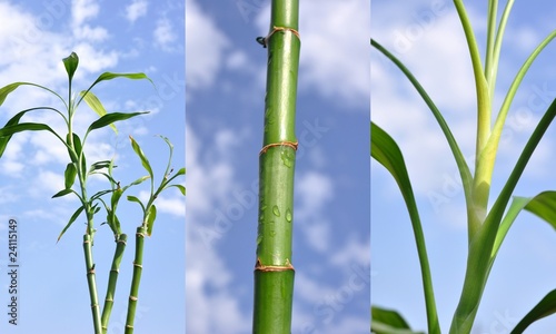 Triptyque bambou