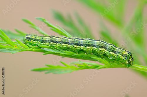 insects larvae on a green leaf