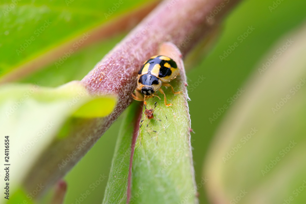 Fototapeta premium ladybug on the green leaf