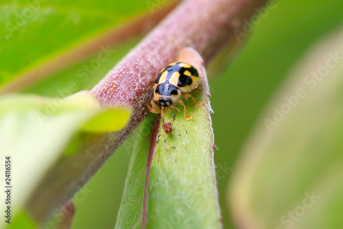 ladybug on the green leaf