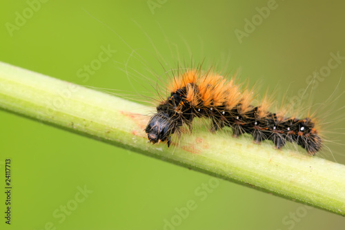 a caterpillar on the plant stem