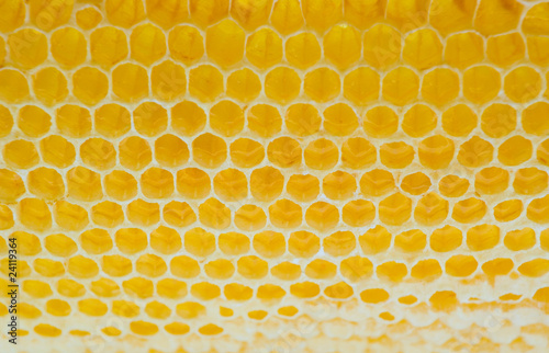 Natural honey in the honeycombs.