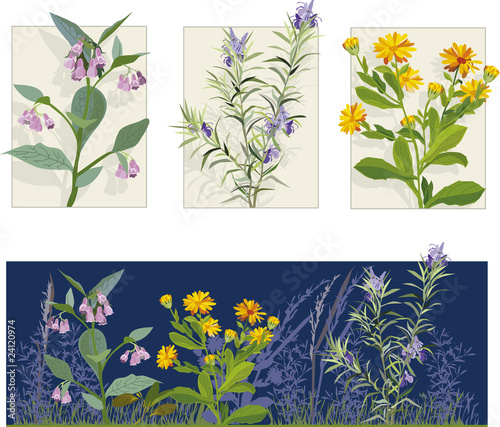 Herbs