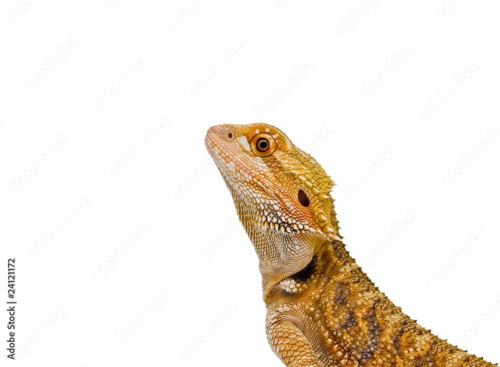 Obraz premium Isolated Dragon